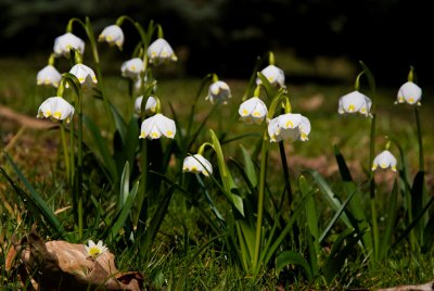 Leucojum vernum - bledule jarní (119) - lokalita U pěti dubů